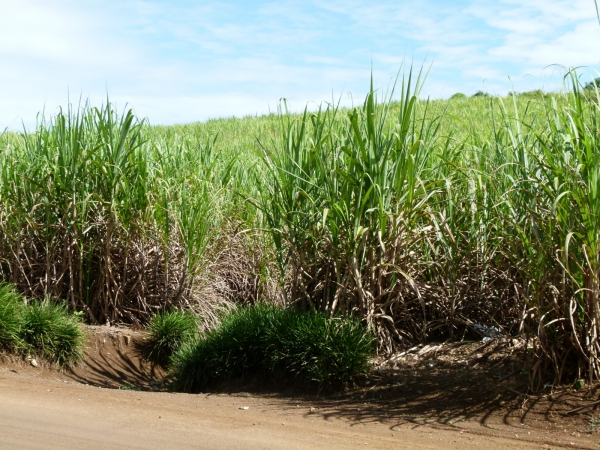 Zdjęcie z Mauritiusa - Plantacje trzciny cukrowe