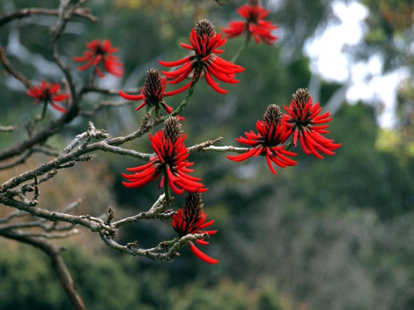 Zdjęcie z Australii - Kwitnace drzewo