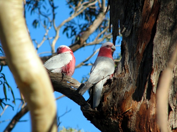 Zdjęcie z Australii - Papugi gallah