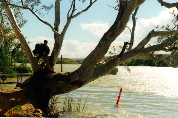 Zdjęcie z Australii - Z tego eukaliptusa niezle