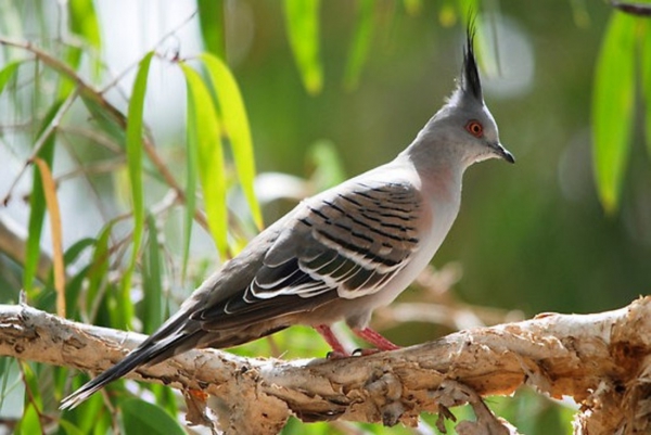 Zdjęcie z Australii - Golabek crested pigeon