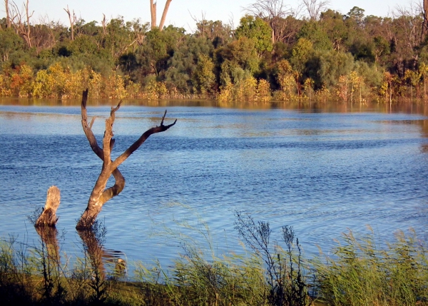 Zdjęcie z Australii - Rzeka Murray kolo Renmark