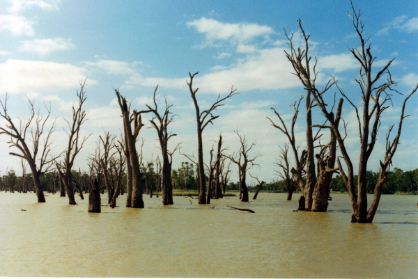 Zdjęcie z Australii - Rozlewiska rzeki Murray