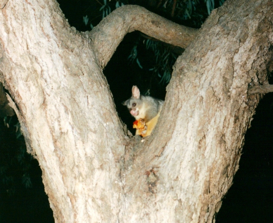 Zdjęcie z Australii - Possum zajadajacy jablko 