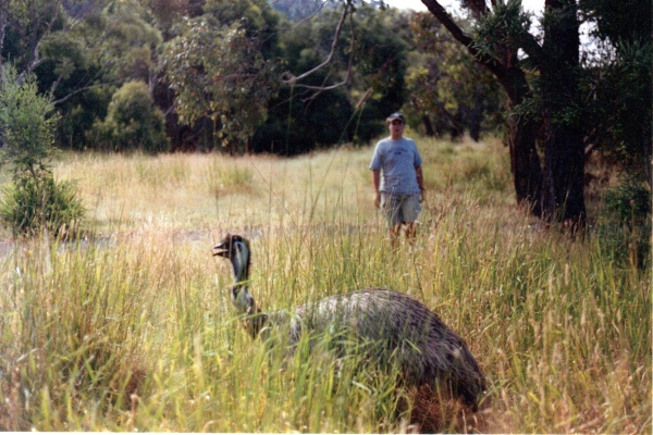 Zdjęcie z Australii - Strus emu spotkany