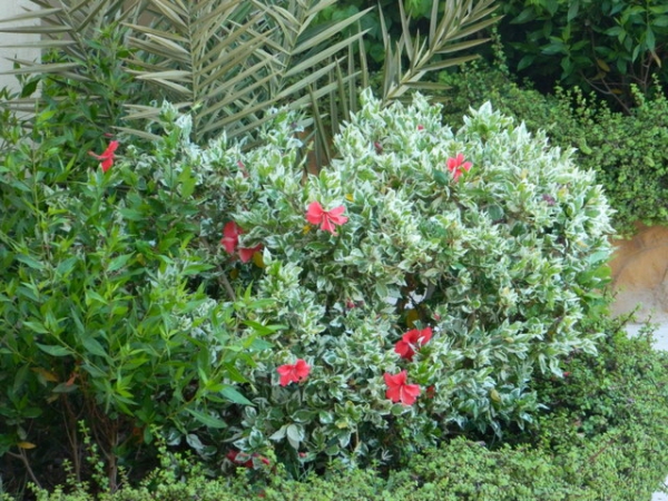 Zdjęcie z Egiptu - przepiękna roślinnosc