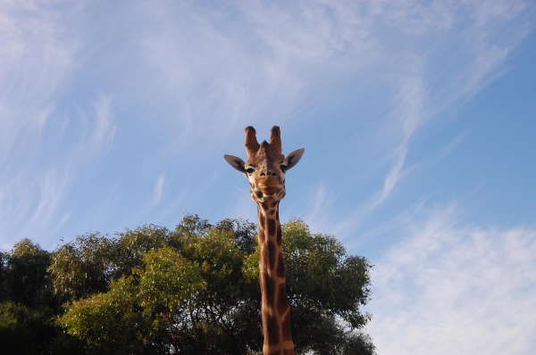 Zdjecie - Australia - Werribee- Open Range Zoo