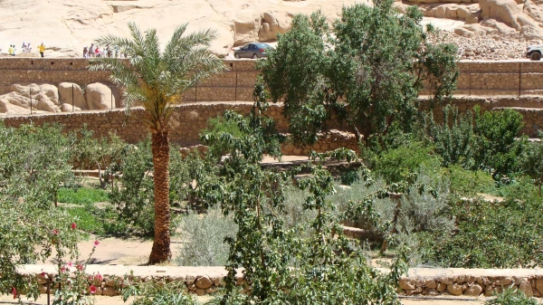 Zdjęcie z Egiptu - roślinność na pustyni?