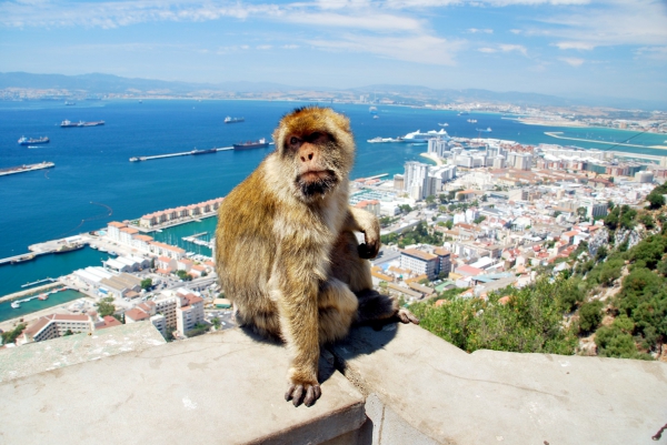 Zdjecie - Gibraltar - Gibraltar