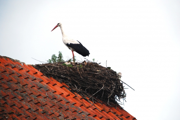 Zdjęcie z Polski - Stary bociek na dachu
