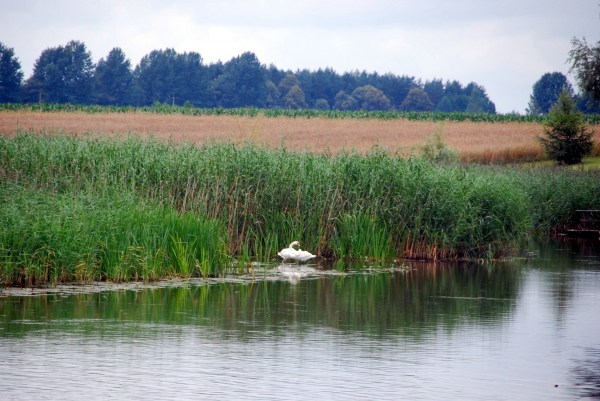 Zdjęcie z Polski - Rzeka Małkiń
