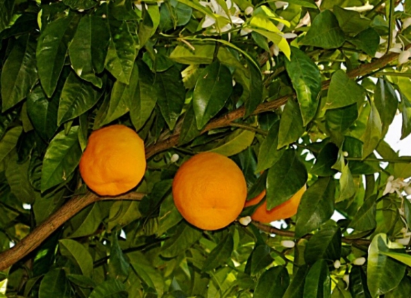 Zdjęcie z Grecji - pomarańczki