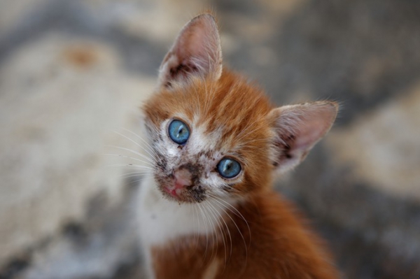 Zdjęcie z Tunezji - Medynowy kociak