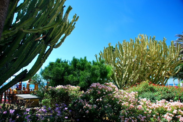 Zdjęcie z Hiszpanii - Srodziemnomorska flora