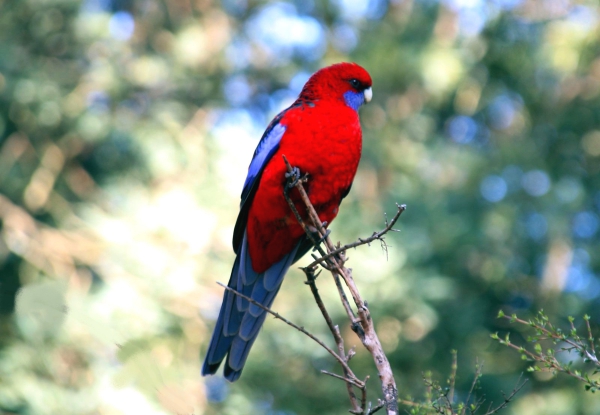 Zdjęcie z Australii - Papuga crimson rosella
