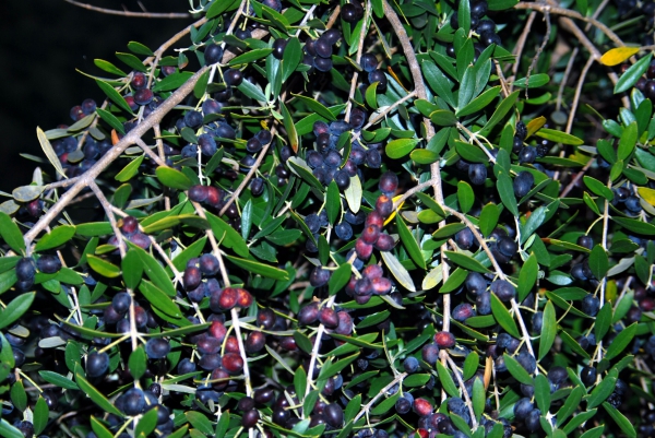 Zdjęcie z Australii - Dzikie oliwki