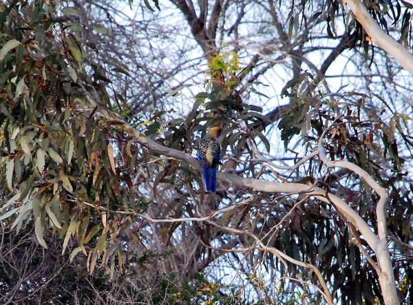 Zdjęcie z Australii - Kolorowa papuga