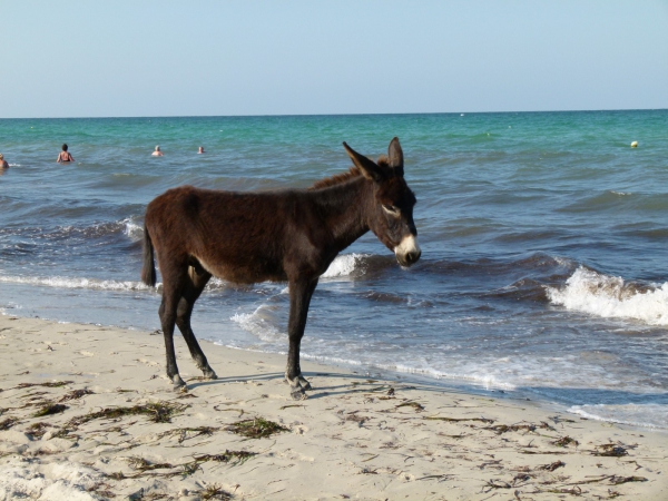 Zdjęcie z Tunezji - ,,Goscie na plazy