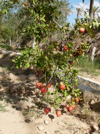 Zdjęcie z Tunezji - Drzewo granatu.