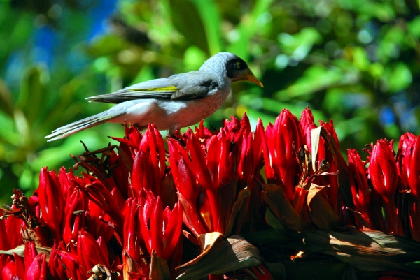 Zdjęcie z Australii - Ptak noisy miner