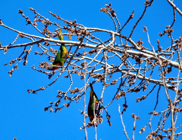 Zdjęcie z Australii - Papugi lorysy teczowe