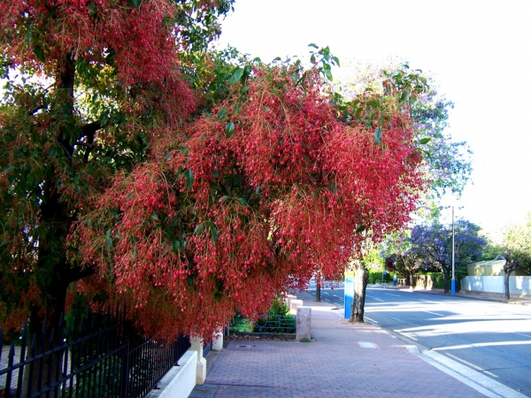Zdjęcie z Australii - Kwitnace drzewa