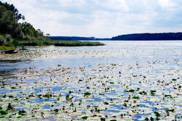 Zdjęcie z Polski - Jezioro Ełckie