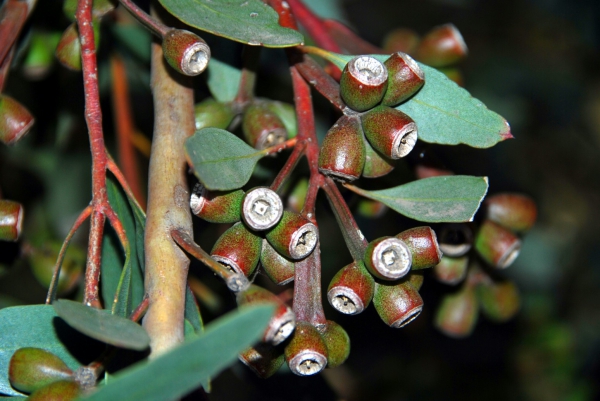 Zdjęcie z Australii - Eukaliptusowe owoce