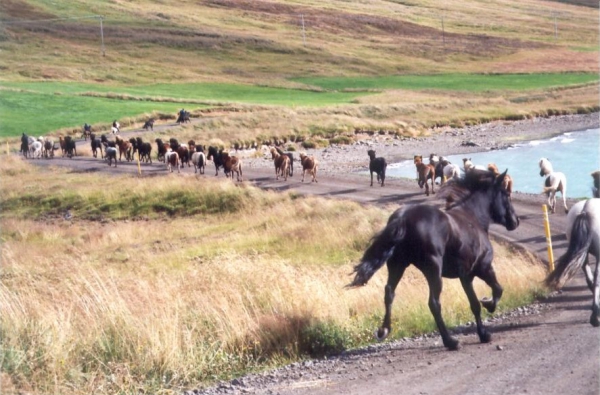 Zdjęcie z Islandii - konie