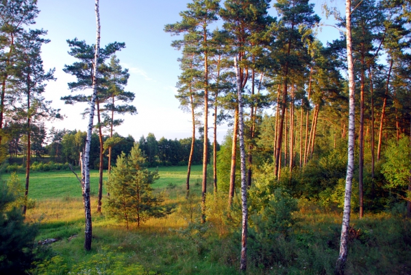 Zdjęcie z Polski - Mazurski las