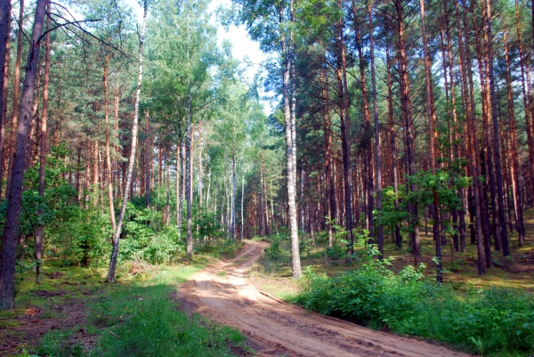 Zdjecie - Polska - Mazurski las