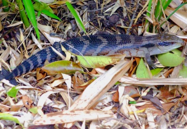 Zdjęcie z Australii - Jaszczurka blue tongue