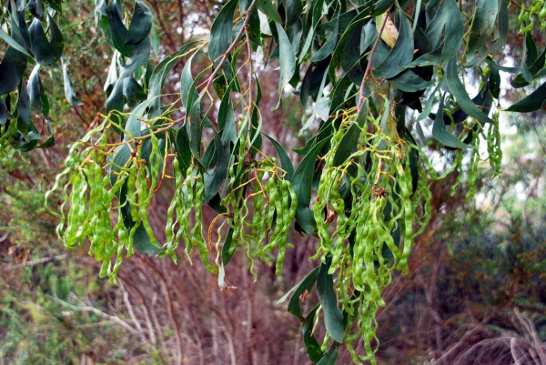 Zdjęcie z Australii - Owoce eukaliptusa