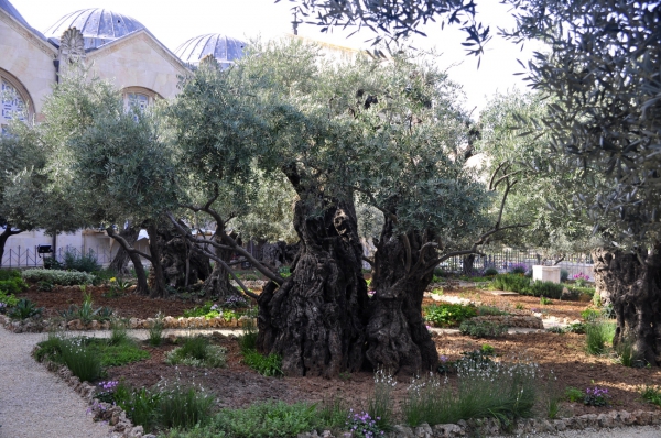 Zdjęcie z Izraelu - Gaj oliwny 1000 letni