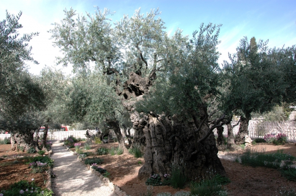 Zdjęcie z Izraelu - Gaj oliwny 1000 letni