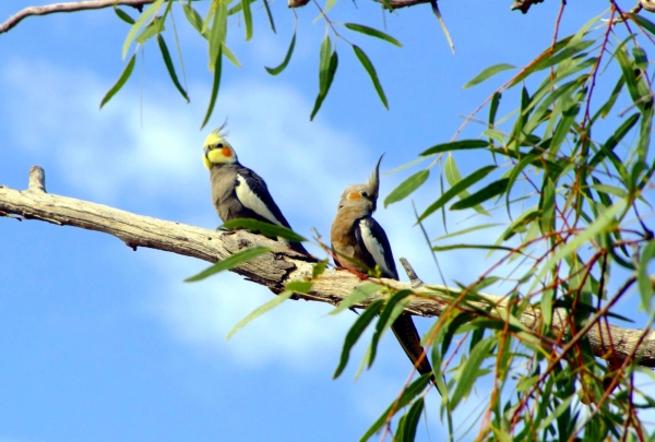 Zdjęcie z Australii - Papuzki cockatiel (nimfy)