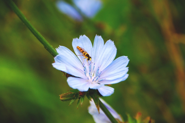 Zdjęcie z Polski - Kwiatek cykorii