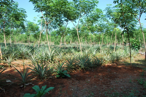 Zdjęcie z Tajlandii - na plantacji ananasów