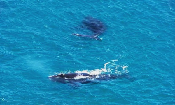 Zdjęcie z Australii - Wieloryby