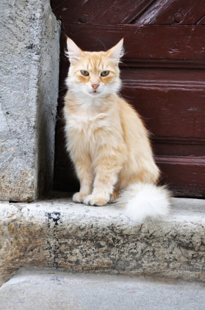 Zdjęcie z Chorwacji - Kotek w Krk