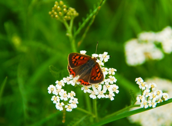 Zdjęcie z Polski - Motylek czerwończyk żarek