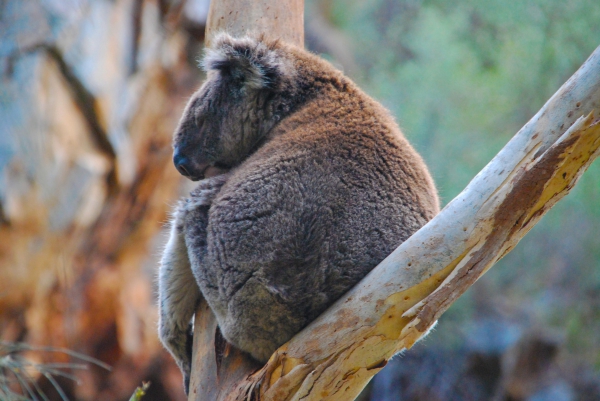 Zdjęcie z Australii - Spiacy koala