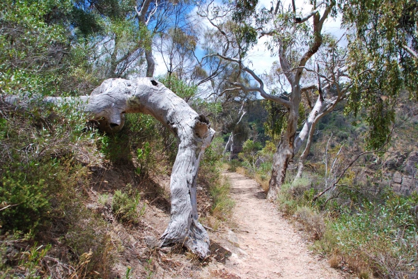 Zdjęcie z Australii - Na gorskim szlaku
