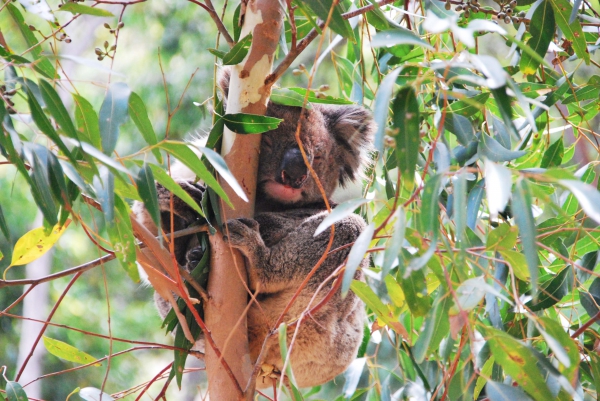 Zdjęcie z Australii - Poraniony koala