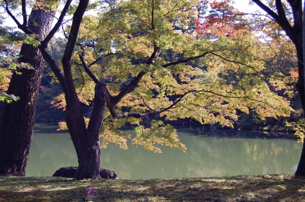 Zdjęcie z Japonii - Ogrody Pałacu Sento