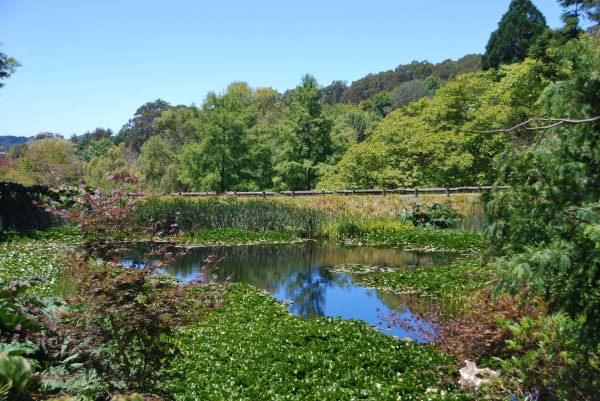 Zdjecie - Australia - Mount Lofty Gardens
