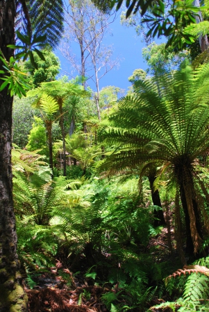 Zdjęcie z Australii - Drzewiaste paprocie