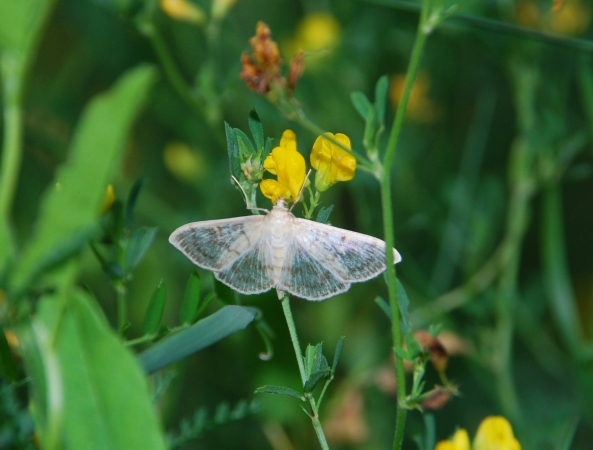 Zdjęcie z Polski - Azurowy motylek