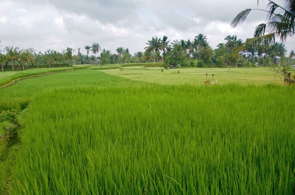 Zdjęcie z Indonezji - Pola ryzowe 