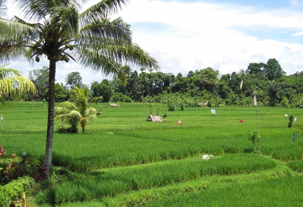 Zdjęcie z Indonezji - Pola ryzowe pomiedzy